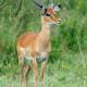 Descripción: Impala (Aepyceros melampus)