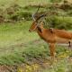 Descripción: Impala (Aepyceros melampus) con picabueyes