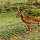 Impala (Aepyceros melampus) con picabueyes