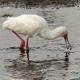 Espátula rosada (Platalea alba) - African Spoonbill