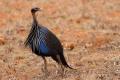 Gallina de guinea (Acryllium vulturinum) Vulturine guineafowl