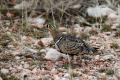 Ganga (Pterocles lichtensteinii) -The Lichtenstein s sandgrouse