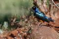 El estornino soberbio (Lamprotornis superbus) -The superb starling