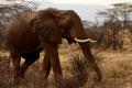 Elefante africano (Loxodonta africana)