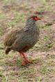 Francolín (Francolinus afer) - Red necked Spurfowl