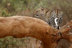 Samburu