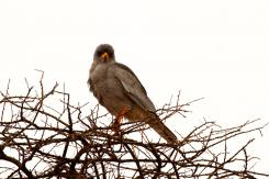 Samburu
