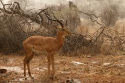 Samburu