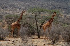 Samburu