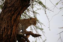 Samburu