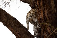 Samburu