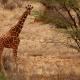 Descripción: Jirafa reticulada (Giraffa camelopardalis reticulata)