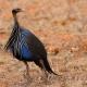 Descripción: Gallina de guinea (Acryllium vulturinum) Vulturine guineafowl