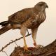 Descripción: Azor lagartijero (Melierax poliopterus) Somali chanting goshawk.