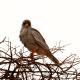 Descripción:  Somali chanting goshawk