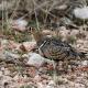 Descripción: The Lichtenstein s sandgrouse