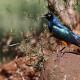 El estornino soberbio (Lamprotornis superbus) -The superb starling