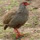 Francolín (Francolinus afer) - Red necked Spurfowl