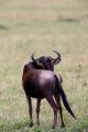 Los ñues son con diferencia la especie más abundante del Serengueti.