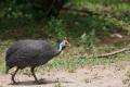 Especie emparentada con las gallinas.