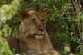 Es la subespecie de león que se distribuye en Kenia