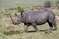 También conocido como rinoceronte de labio ganchudo