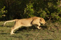 Masai Mara