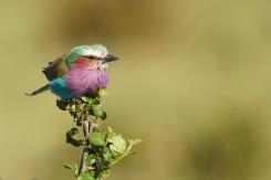 Masai Mara