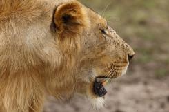 Masai Mara