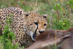 Masai Mara