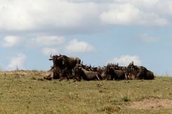 Masai Mara