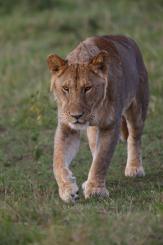 Masai Mara