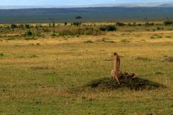 Masai Mara