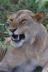 Masai Mara