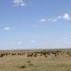 Descripción: Es la esencia del Masai Mara
