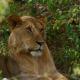 Descripción: Es la subespecie de león que se distribuye en Kenia