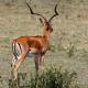 Descripción: Impala macho (