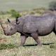 Descripción: También conocido como rinoceronte de labio ganchudo
