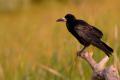 Graja (Corvus frugilegus)