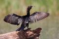 Cormorán pigmeo (Phalacrocorax pygmeus)