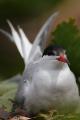 Charrán común (Sterna hirundo) incubando.