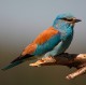 Descripción:  European roller