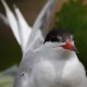 Descripción:  Common tern