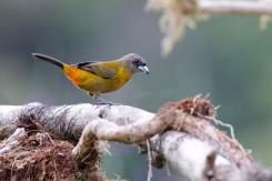 Costa Rica