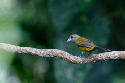 Costa Rica