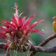 Descripción:  Summer tanager (Pirunga rubra)
