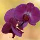 Descripción: Orquídeas