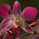 Descripción: Orquídeas