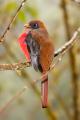 Trogon enmascarado hembra (Trogon personatus)