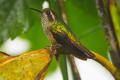 Colibrí jaspeado (Adelomyia melanogenys)